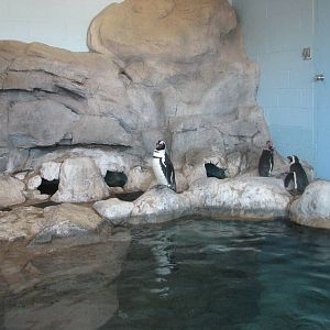 Penguin Cove - Indoor Exhibit