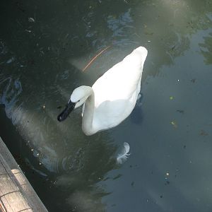 Idaho Pond - Tundra Swan