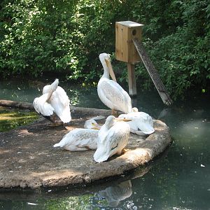 Idaho Pond - American White Pelicans