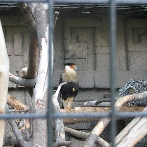 Mayan Ruins - Crested Caracara and Prehensile-tailed Porcupine