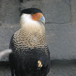 Mayan Ruins - Crested Caracara