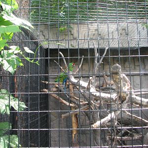 Mayan Ruins - Military Macaw