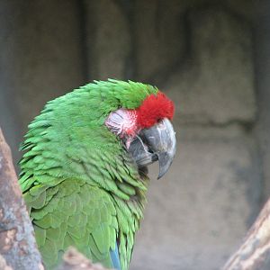 Mayan Ruins - Military Macaw