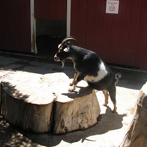 Children's Zoo - Petting Paddock