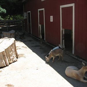 Children's Zoo - Petting Paddock
