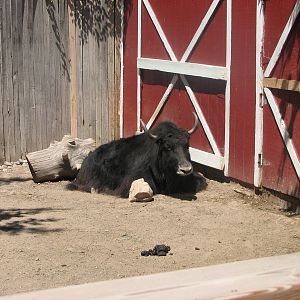 Children's Zoo - Domestic Yak