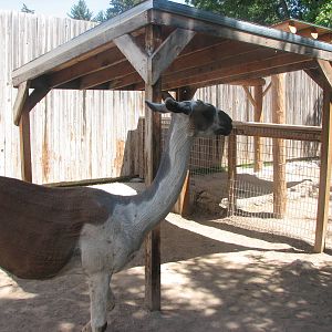 Children's Zoo - Llama