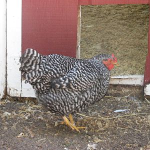 Children's Zoo - Dominique Chicken