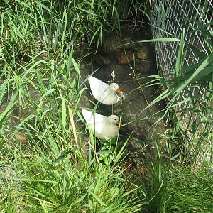 Children's Zoo - Call Ducks