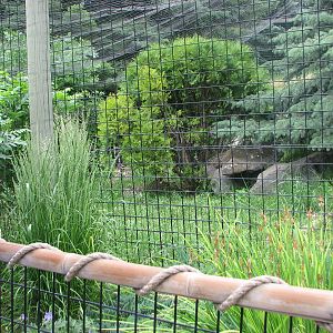 Asian Adventure - Snow Leopard Exhibit