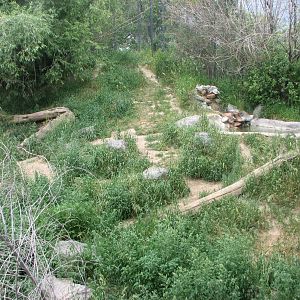 Asian Adventure - Amur Tiger Exhibit