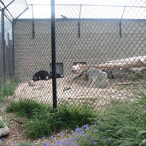 Asian Adventure - Sloth Bear Exhibit