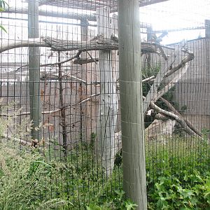 Asian Adventure - Red Panda Exhibit