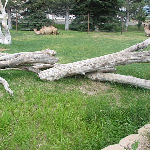 Asian Adventure - Bactrian Camel Exhibit