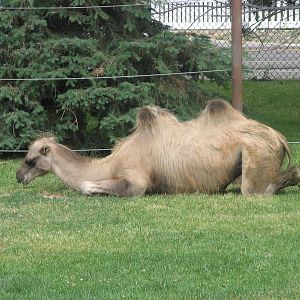 Asian Adventure - Bactrian Camel