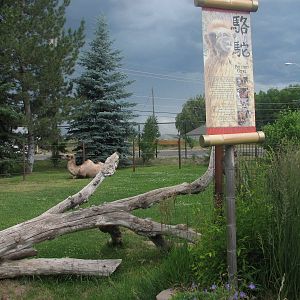 Asian Adventure - Bactrian Camel Exhibit