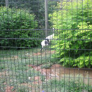 Asian Adventure - Red-crowned Crane Exhibit