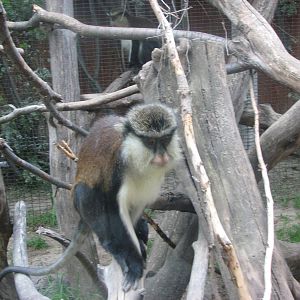 Africa - Mona Monkey