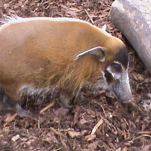 red river hog2 04/10