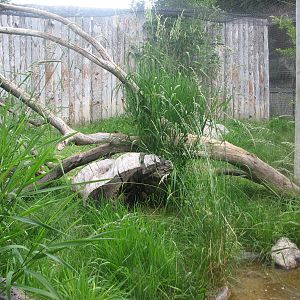Africa - Serval Exhibit