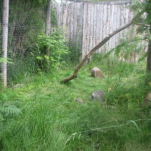 Africa - Serval Exhibit
