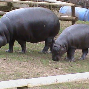 pygmy hippopotamus and baby 04/10