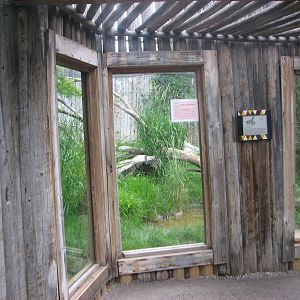 Africa - Serval Exhibit Viewing