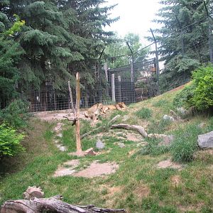 Africa - South African Lion Exhibit