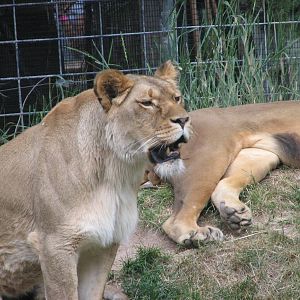 Africa - South African Lion