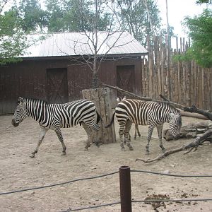 Africa - Grant's Zebra