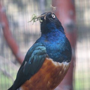 Africa - Superb Starling