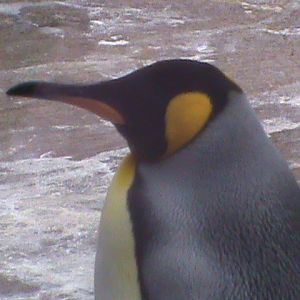 king penguin 04/10