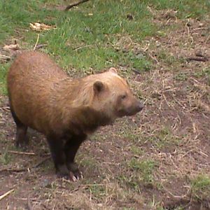 bush dog 04/10
