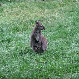 Land Down Under - Bennett's Wallaby