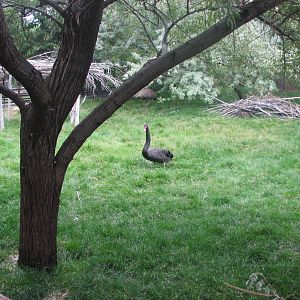 Land Down Under - Black Swan