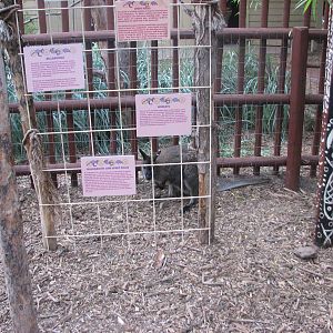 Land Down Under - Bennett's Wallaby