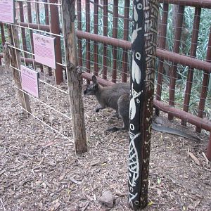 Land Down Under - Bennett's Wallaby