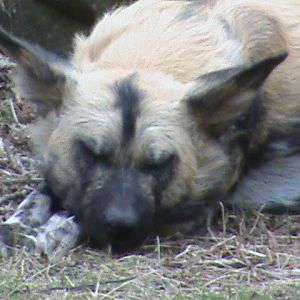 african hunting dog 04/10