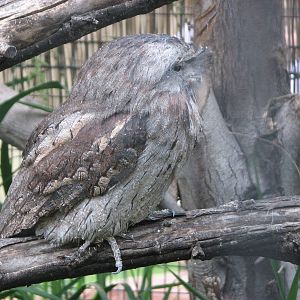 Land Down Under - Tawny Frogmouth