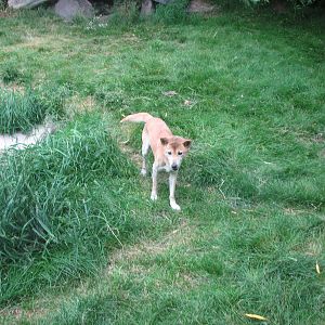 Land Down Under - New Guinea Singing Dog