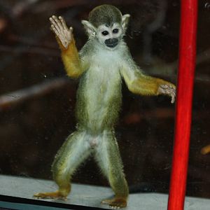 squirrel monkey 04/10