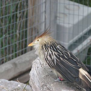 Patagonian Realm - Guira Cuckoo