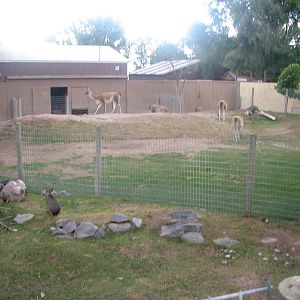 Patagonian Realm - Patagonian Mara, Guanaco, Greater Rhea