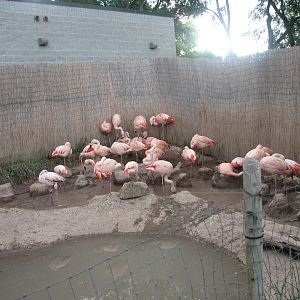 Patagonian Realm - Chilean Flamingo