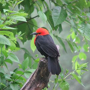 Patagonian Realm - Scarlet-headed Blackbird