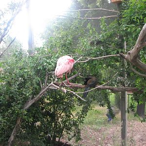 Patagonian Realm - Roseate Spoonbill, Chaco Chachalaca