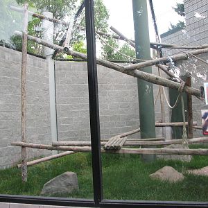 Primate Discovery Center - Outdoor DeBrazza's Monkey or Eastern Guereza