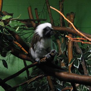 Primate Discovery Center - Cotton Top Tamarin