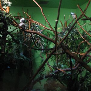 Primate Discovery Center - Cotton Top Tamarin Exhibit