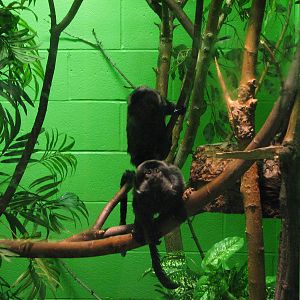 Primate Discovery Center - Goeldi's Monkey